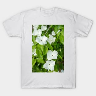 White Dogwood Flowers. T-Shirt